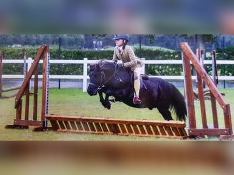 Shetland Ponys Wallach 6 Jahre 112 cm Rappe in Portlaoise