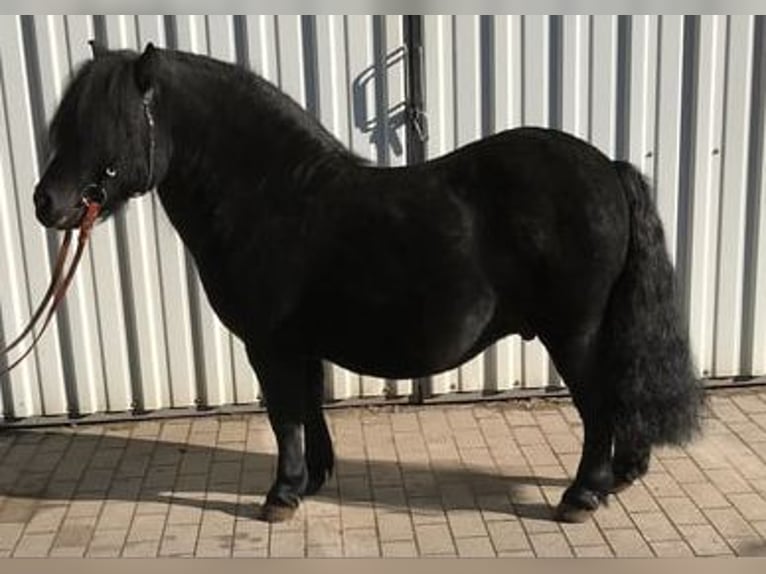 Shetland Ponys Wallach 6 Jahre 112 cm Rappe in Portlaoise