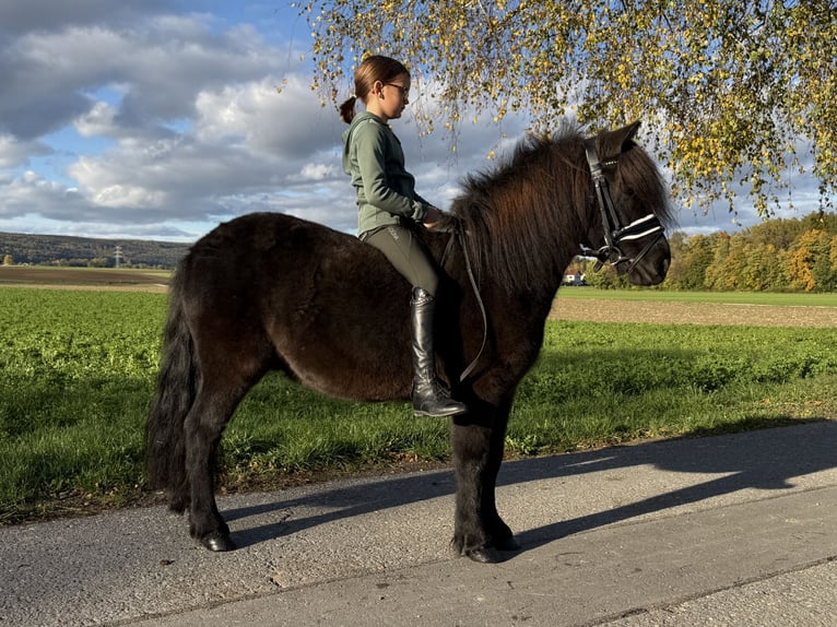 Shetland Ponys Mix Wallach 6 Jahre 119 cm Rappe in Riedlingen