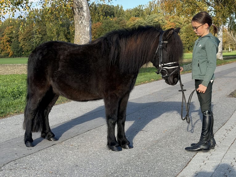 Shetland Ponys Mix Wallach 6 Jahre 119 cm Rappe in Riedlingen
