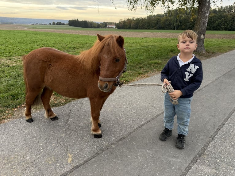 Shetland Ponys Wallach 6 Jahre 80 cm Fuchs in Riedlingen