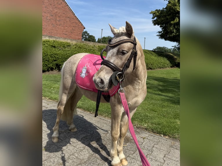 Shetland Ponys Wallach 6 Jahre 90 cm  in Ladbergen