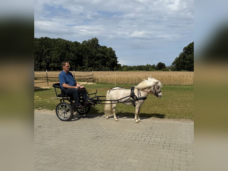 Shetland Ponys Wallach 6 Jahre 90 cm  in Ladbergen