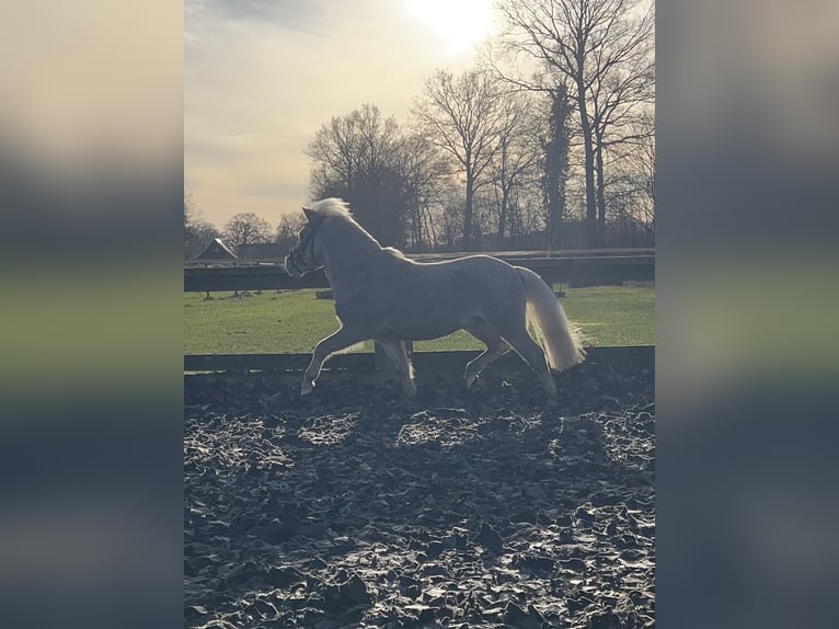 Shetland Ponys Wallach 6 Jahre 90 cm  in Ladbergen