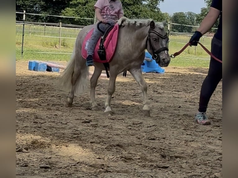 Shetland Ponys Wallach 6 Jahre 90 cm  in Ladbergen