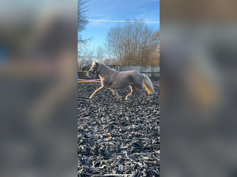 Shetland Ponys Wallach 6 Jahre 90 cm  in Ladbergen