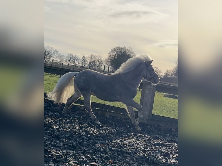 Shetland Ponys Wallach 6 Jahre 90 cm  in Ladbergen