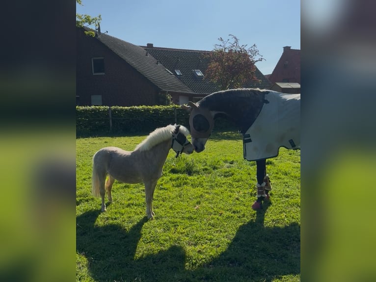 Shetland Ponys Wallach 6 Jahre 90 cm  in Ladbergen