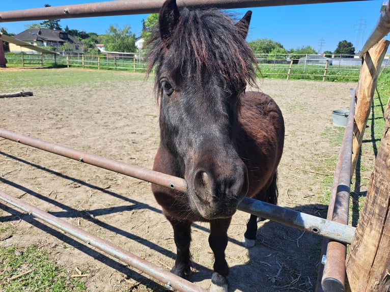 Shetland Ponys Mix Wallach 6 Jahre 90 cm Rappe in Wien, Simmering