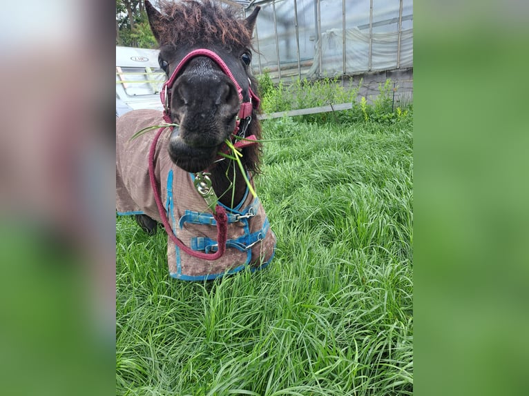 Shetland Ponys Mix Wallach 6 Jahre 90 cm Rappe in Wien, Simmering
