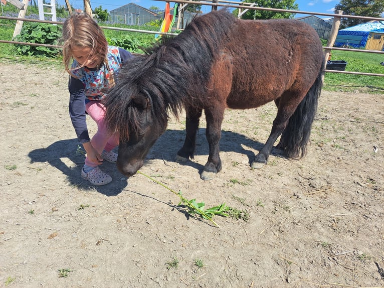 Shetland Ponys Mix Wallach 6 Jahre 90 cm Rappe in Wien, Simmering
