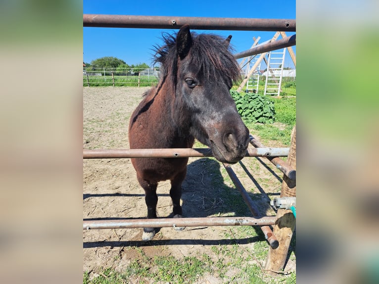 Shetland Ponys Mix Wallach 6 Jahre 90 cm Rappe in Wien, Simmering