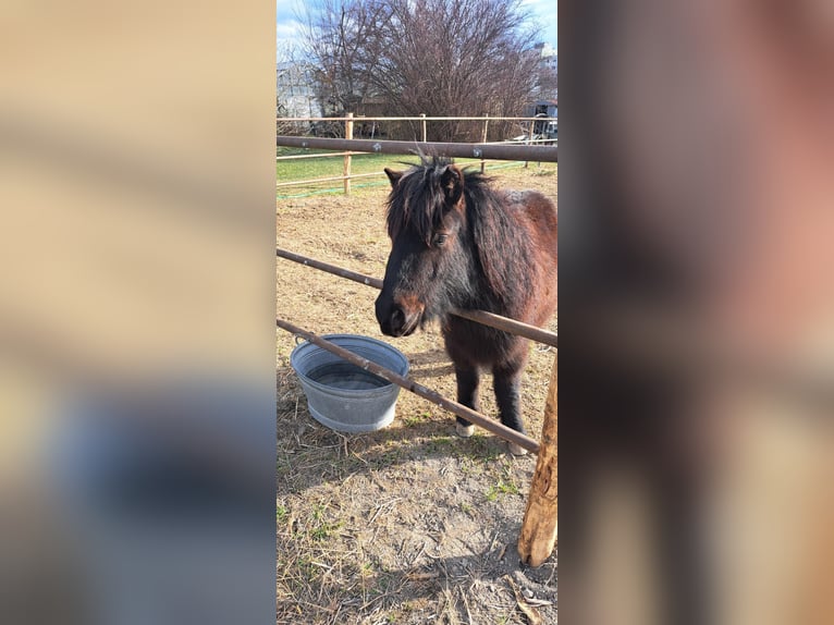 Shetland Ponys Mix Wallach 6 Jahre 90 cm Rappe in Wien, Simmering