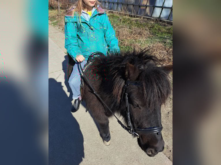 Shetland Ponys Mix Wallach 6 Jahre 90 cm Rappe in Wien, Simmering