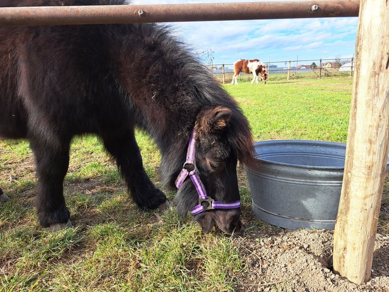 Shetland Ponys Mix Wallach 6 Jahre 90 cm Rappe in Wien, Simmering