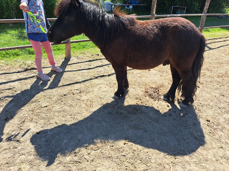 Shetland Ponys Mix Wallach 6 Jahre 90 cm Rappe in Wien, Simmering