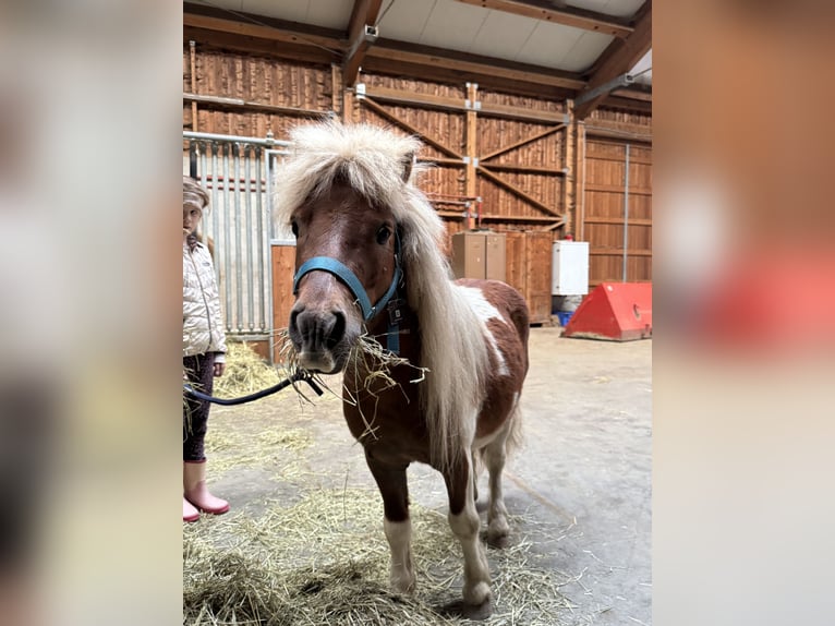 Shetland Ponys Wallach 6 Jahre 90 cm Schecke in St.Michael