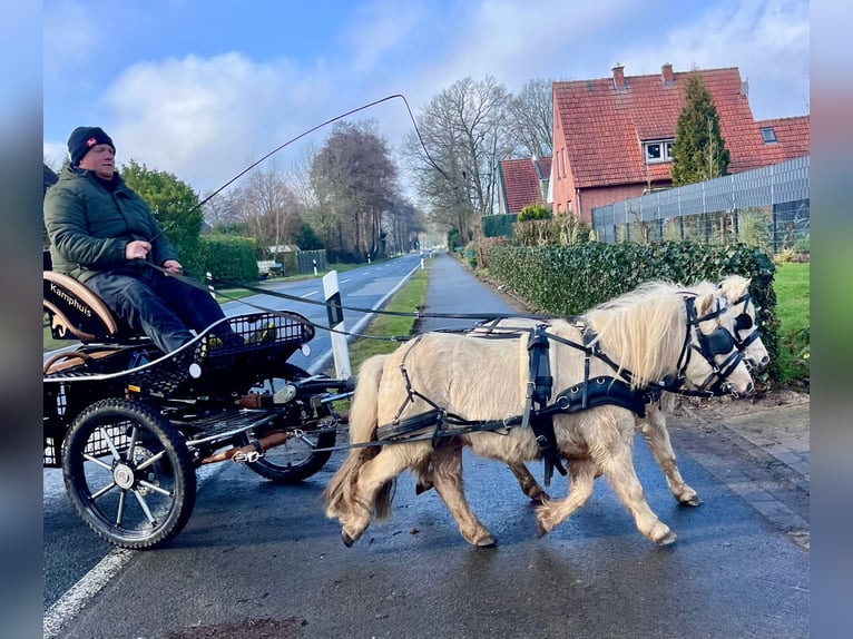 Shetland Ponys Wallach 6 Jahre 95 cm Palomino in Halle