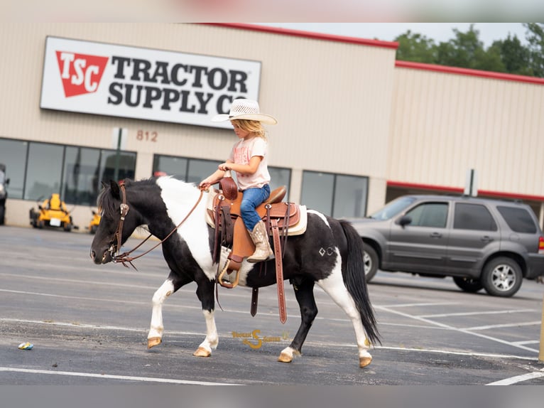 Shetland Ponys Wallach 6 Jahre 97 cm in Bogard, MO