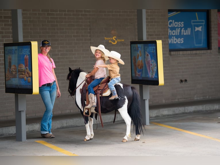 Shetland Ponys Wallach 6 Jahre 97 cm in Bogard, MO