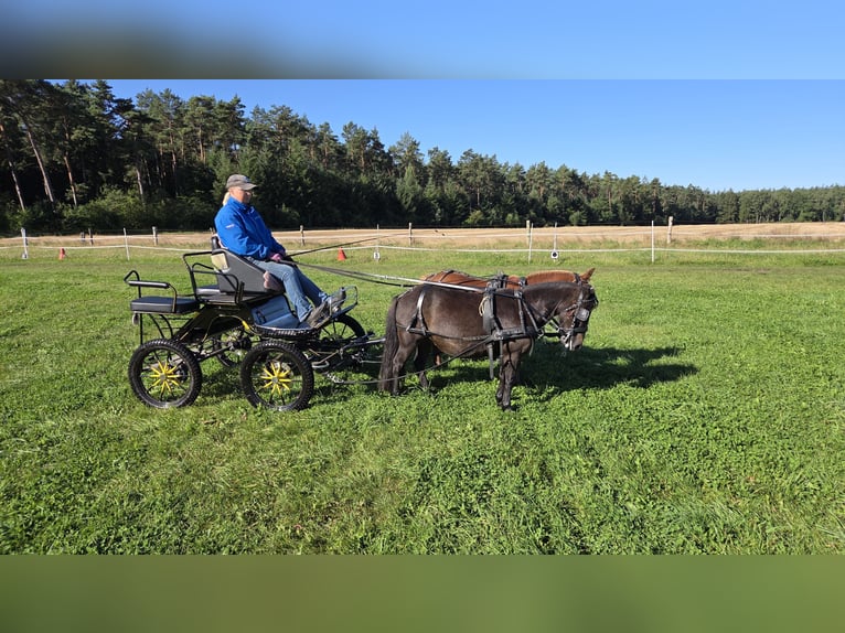 Shetland Ponys Wallach 6 Jahre 99 cm Fuchs in Stade