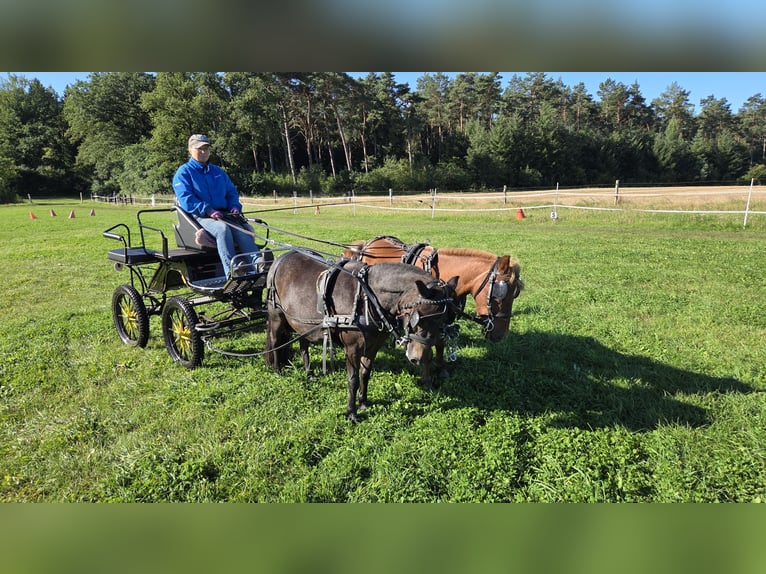 Shetland Ponys Wallach 6 Jahre 99 cm Fuchs in Stade