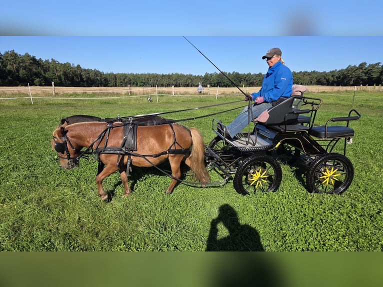 Shetland Ponys Wallach 6 Jahre 99 cm Fuchs in Stade