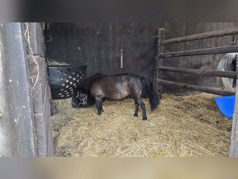 Shetland Ponys Wallach 6 Jahre 99 cm Fuchs in Stade
