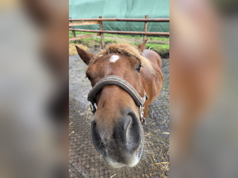 Shetland Ponys Wallach 6 Jahre 99 cm Fuchs in Stade