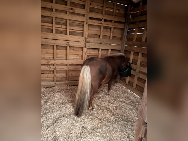 Shetland Ponys Wallach 7 Jahre 100 cm Fuchs in Wernigerode