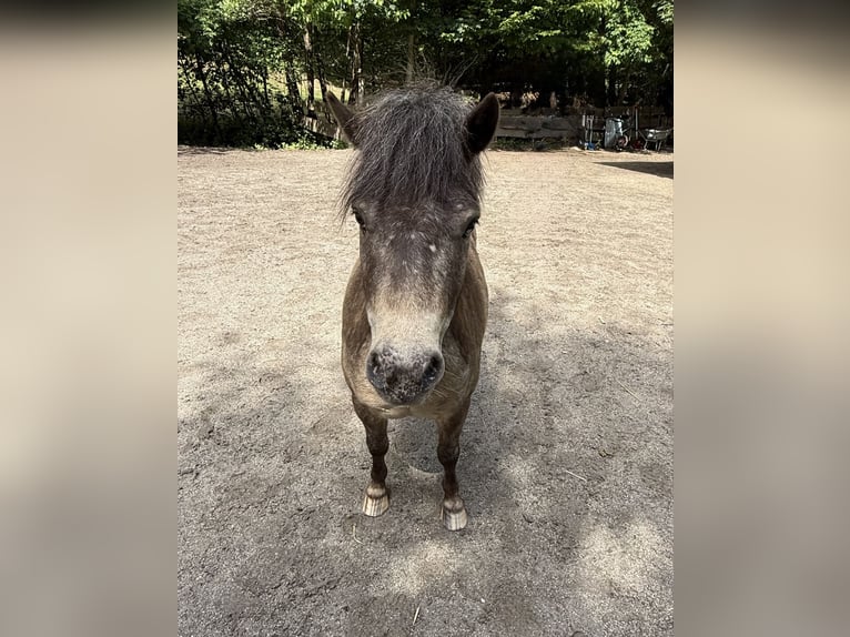 Shetland Ponys Wallach 7 Jahre 105 cm Falbe in Schardenberg