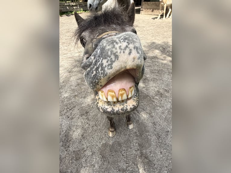 Shetland Ponys Wallach 7 Jahre 105 cm Falbe in Schardenberg