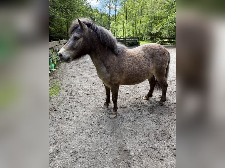 Shetland Ponys Wallach 7 Jahre 105 cm Falbe in Schardenberg