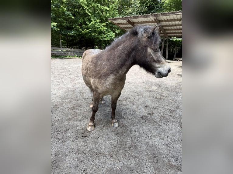 Shetland Ponys Wallach 7 Jahre 105 cm Falbe in Schardenberg