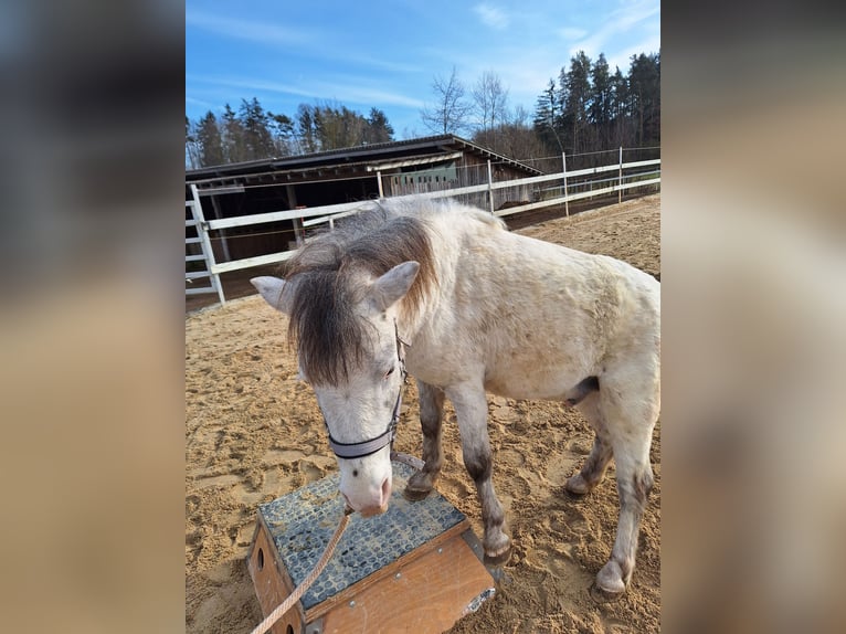 Shetland Ponys Wallach 7 Jahre 105 cm Schimmel in Bayreuth
