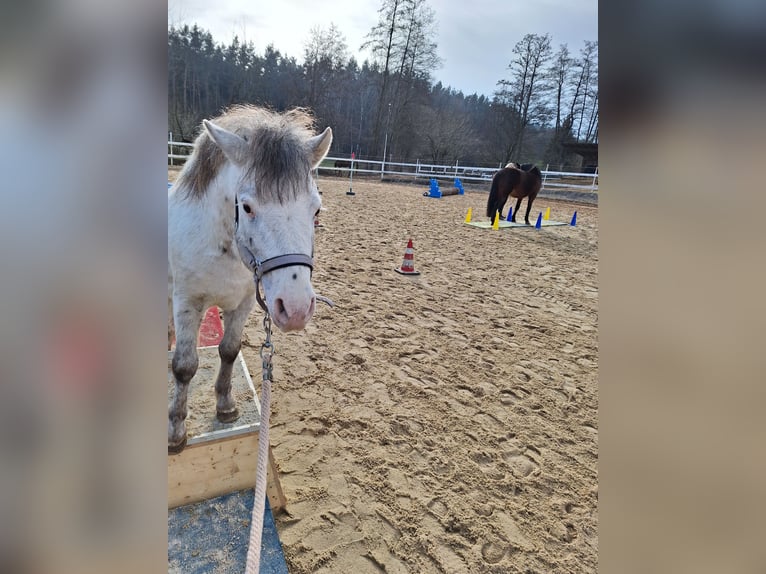 Shetland Ponys Wallach 7 Jahre 105 cm Schimmel in Bayreuth