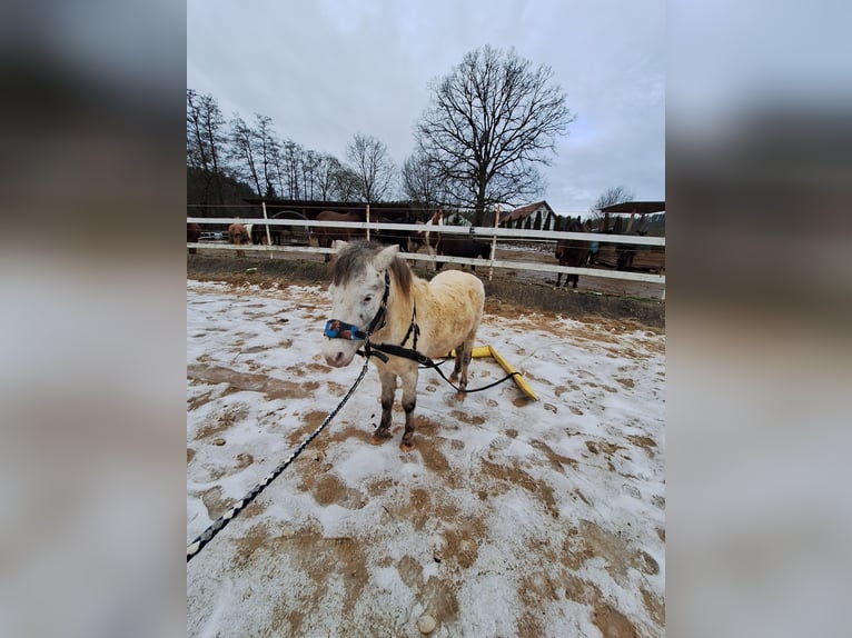 Shetland Ponys Wallach 7 Jahre 105 cm Schimmel in Bayreuth