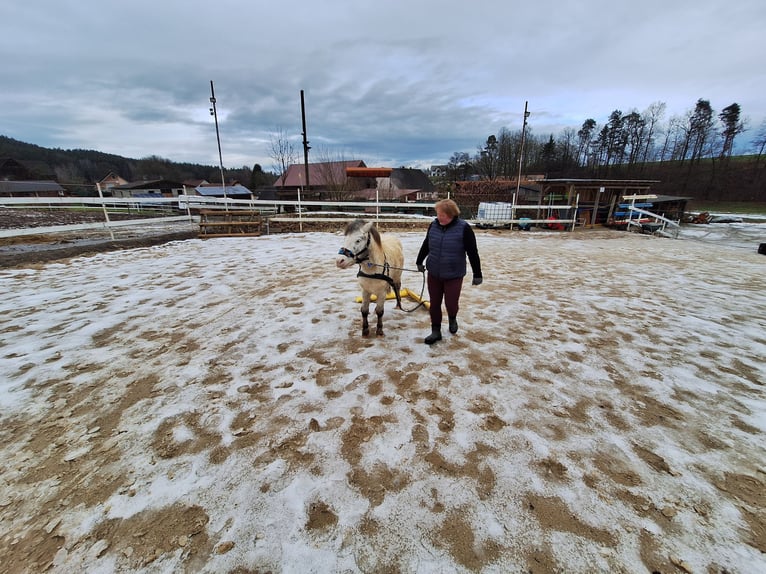 Shetland Ponys Wallach 7 Jahre 105 cm Schimmel in Bayreuth