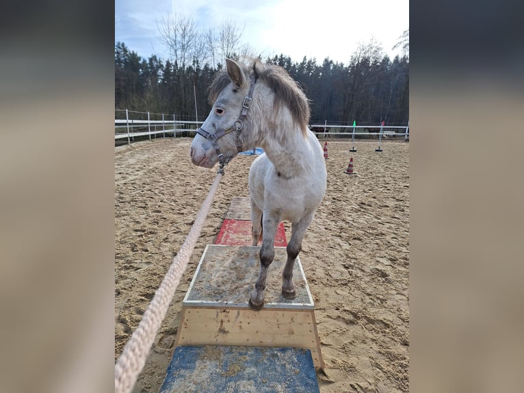 Shetland Ponys Wallach 7 Jahre 105 cm Schimmel in Bayreuth
