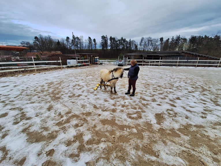 Shetland Ponys Wallach 7 Jahre 105 cm Schimmel in Bayreuth