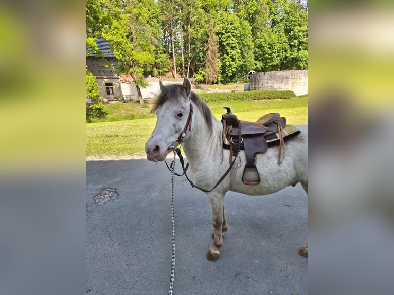 Shetland Ponys Wallach 7 Jahre 105 cm Schimmel in Bayreuth