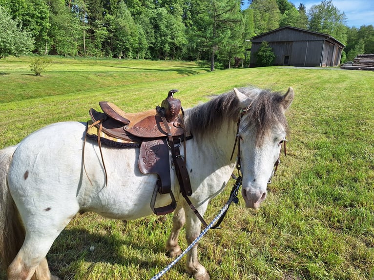 Shetland Ponys Wallach 7 Jahre 105 cm Schimmel in Bayreuth