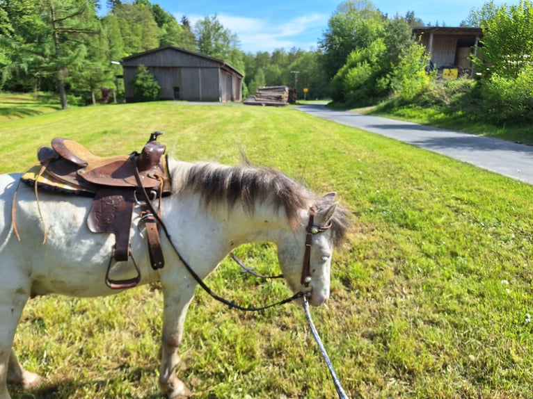 Shetland Ponys Wallach 7 Jahre 105 cm Schimmel in Bayreuth