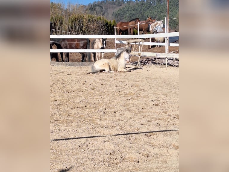Shetland Ponys Wallach 7 Jahre 105 cm Schimmel in Bayreuth