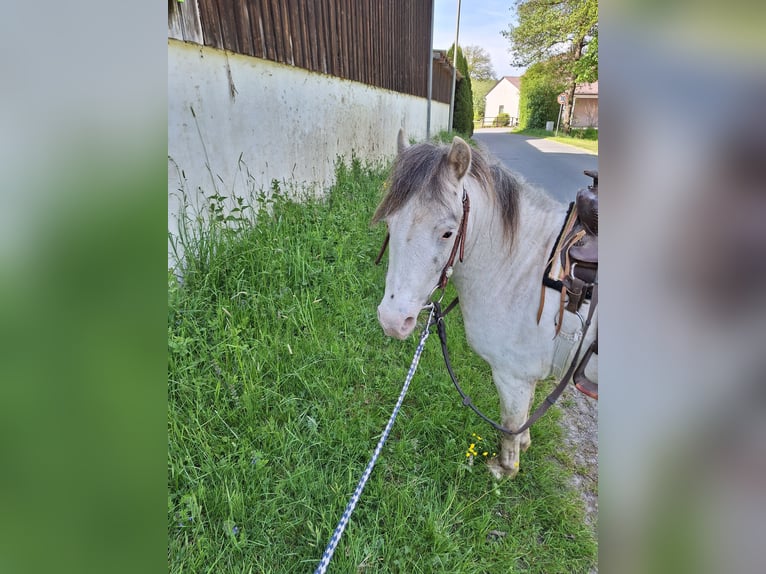 Shetland Ponys Wallach 7 Jahre 105 cm Schimmel in Bayreuth
