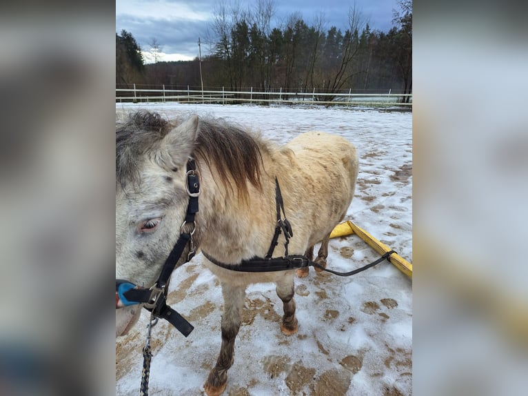 Shetland Ponys Wallach 7 Jahre 105 cm Schimmel in Bayreuth