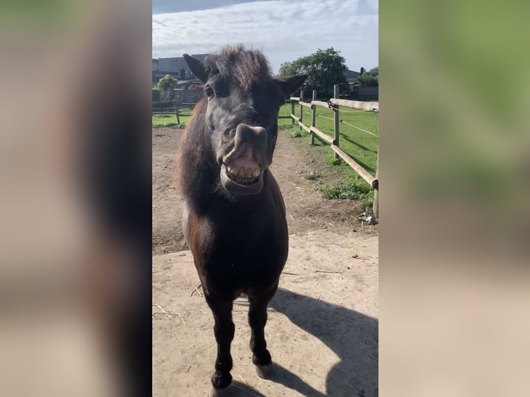 Shetland Ponys Wallach 7 Jahre 105 cm Schwarzbrauner in Köln