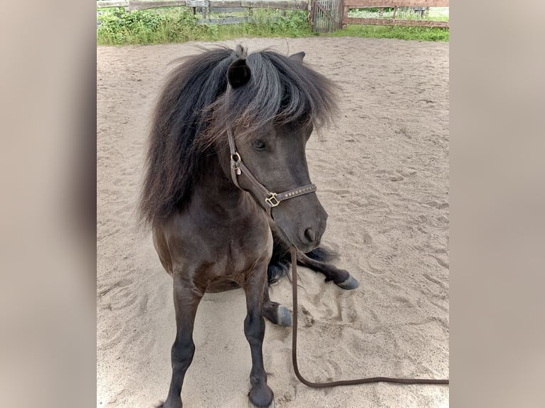 Shetland Ponys Wallach 7 Jahre 105 cm Schwarzbrauner in Köln