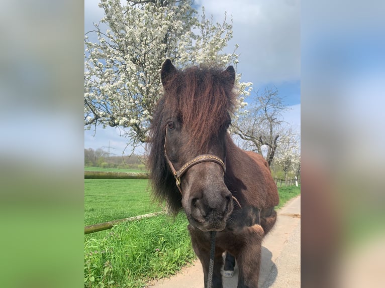 Shetland Ponys Wallach 7 Jahre 105 cm Schwarzbrauner in Köln