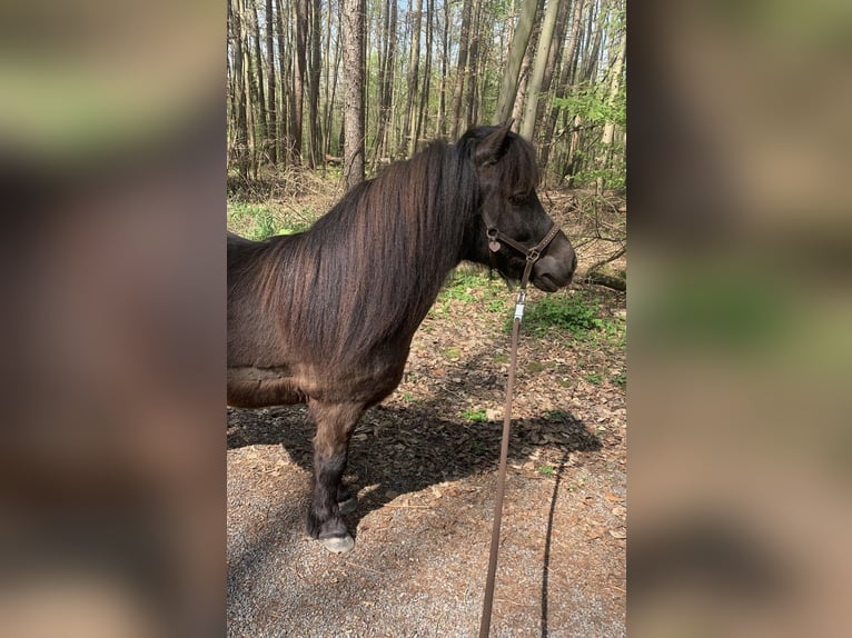 Shetland Ponys Wallach 7 Jahre 105 cm Schwarzbrauner in Köln